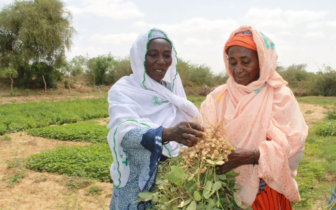 Les productrices d’arachide du groupement Benkadi