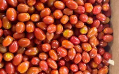 Visite d’une coopérative agricole spécialisée dans la production et le conditionnement de tomates.