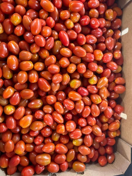 Visite d’une coopérative agricole spécialisée dans la production et le conditionnement de tomates.