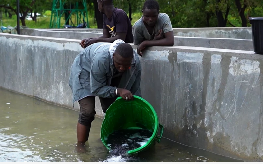 Des poissons dans le désert : développer l&rsquo;aquaculture pour nourrir et employer le Sahel